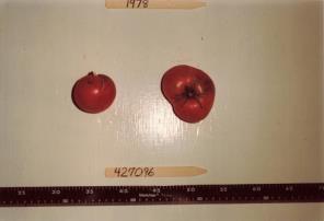 Click for 1 image(s) for this accession. FRUIT